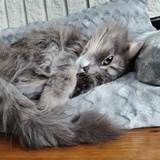 Entry image for Lady Dusk