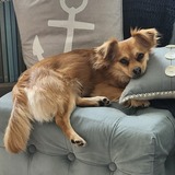 Entry image for Flynn