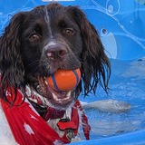 Entry image for Remi