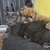 Entry image for Chesh and Daisy