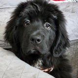 Entry image for Tiah