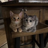 Entry image for Auggie & Lilly 