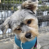 Entry image for Mouse