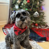 Entry image for Moose