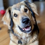 Entry image for Moose