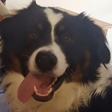 Entry image for Chuck