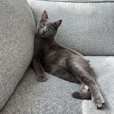 Entry image for Jasper