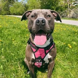 Entry image for Zoey