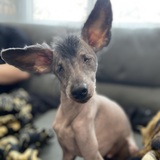 Entry image for Bonsai 