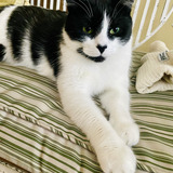 Entry image for Clover