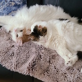 Entry image for Caramel and Griffon