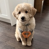 Entry image for Calvan 