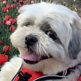 Entry image for Barley