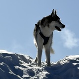 Entry image for Balto Cronin