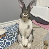 Entry image for Henley