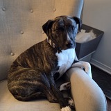 Entry image for Bimini