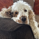 Entry image for Harley