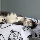 Entry image for Melly