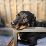 Entry image for Halo