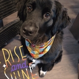 Entry image for Razzle