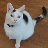 Entry image for Smudge