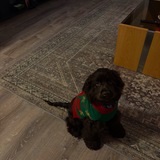 Entry image for Oliver