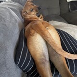 Entry image for Oliver