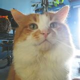 Entry image for BUDDY