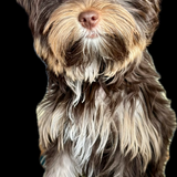 Entry image for Raven 