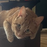 Entry image for Ashton