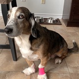 Entry image for Charlie 