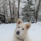 Entry image for Norma Jean 