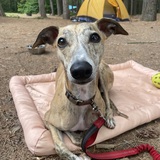 Entry image for Norman