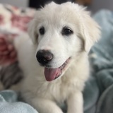 Entry image for Snow