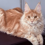 Entry image for Jaya