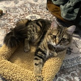 Entry image for Maple 