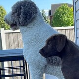 Entry image for Tucker and Poppy