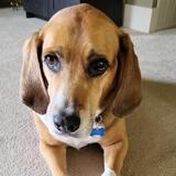 Entry image for Yogi