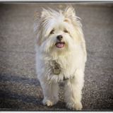 Entry image for Baxter