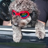 Entry image for Checkers