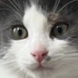 Entry image for Pogo