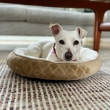 Entry image for Zephyra