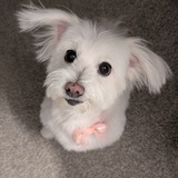 Entry image for Sibelle