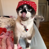 Entry image for Angus