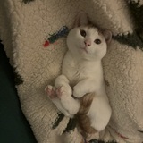 Entry image for Feta