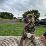 Entry image for Olive