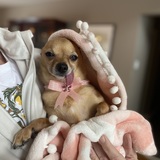 Entry image for Kiwi