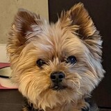 Entry image for Ralphie