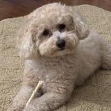 Entry image for Bailey Sheikh