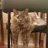 Entry image for Tara